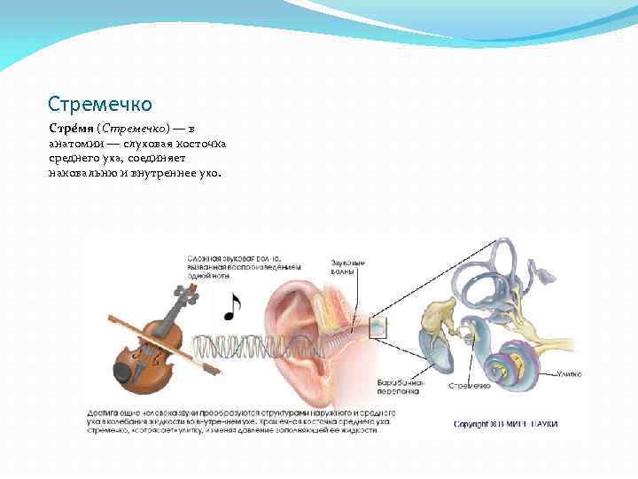Стремечко Стре мя (Стремечко) — в анатомии — слуховая косточка среднего уха, соединяет наковальню