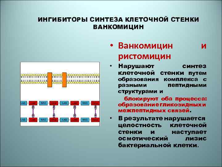 Механизм нарушения синтеза клеточной стенки