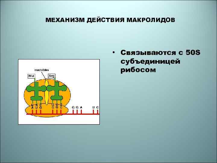 МЕХАНИЗМ ДЕЙСТВИЯ МАКРОЛИДОВ • Связываются с 50 S субъединицей рибосом 