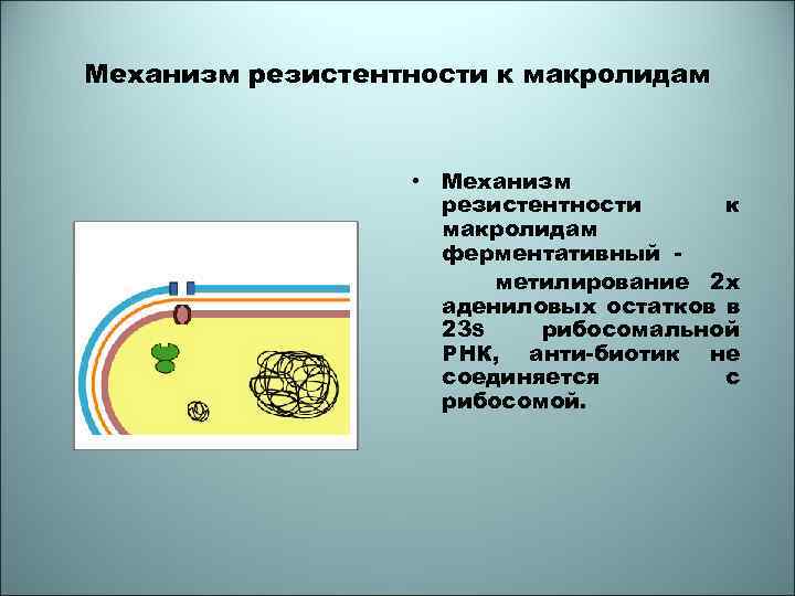 Механизм резистентности к макролидам • Механизм резистентности к макролидам ферментативный метилирование 2 х адениловых