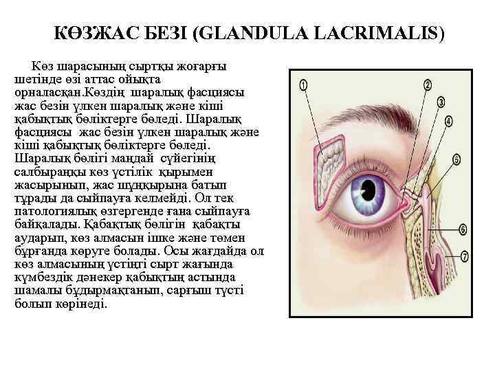 КӨЗЖАС БЕЗІ (GLANDULA LACRIMALIS) Көз шарасының сыртқы жоғарғы шетінде өзі аттас ойықта орналасқан. Көздің