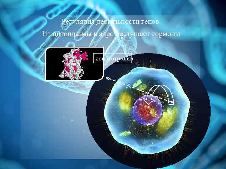Регуляция деятельности генов Из цитоплазмы в ядро поступают гормоны соматотропин 