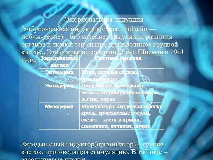 Эмбриональная индукция(от лат. inductio — побуж дение) – это явление стимуляции развития органов и