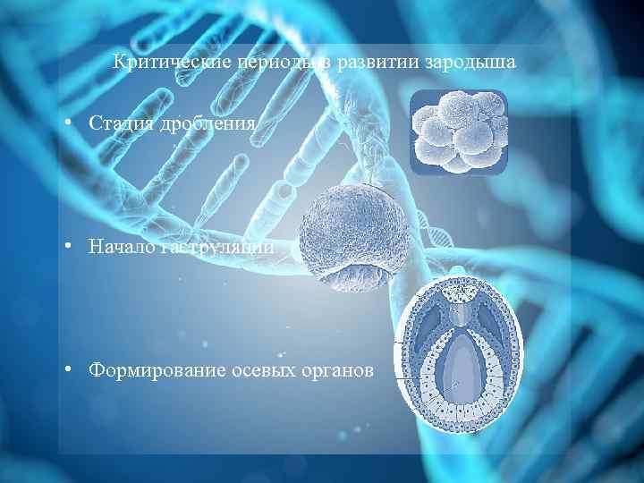 Критические периоды в развитии зародыша • Стадия дробления • Начало гаструляции • Формирование осевых