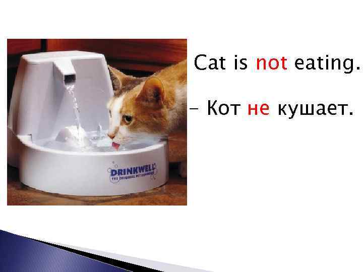 Cat is not eating. - Кот не кушает. 