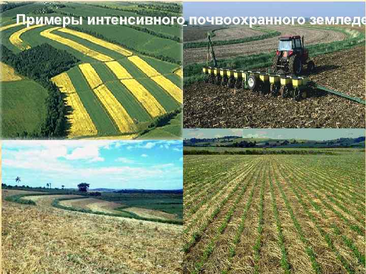 Примеры интенсивного почвоохранного земледе 