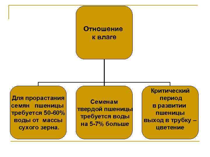 Отношение к влаге Для прорастания семян пшеницы требуется 50 -60% воды от массы сухого