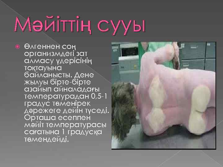 Мәйіттің сууы Өлгеннен соң организмдегі зат алмасу үдерісінің тоқтауына байланысты. Дене жылуы бірте-бірте азайып