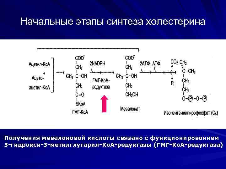Начальные этапы синтеза холестерина Получения мевалоновой кислоты связано с функционированием 3 -гидрокси-3 -метилглутарил-Ко. А-редуктазы