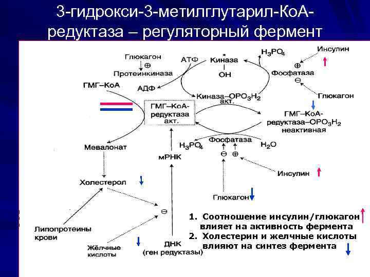 3 -гидрокси-3 -метилглутарил-Ко. Аредуктаза – регуляторный фермент 1. Соотношение инсулин/глюкагон влияет на активность фермента
