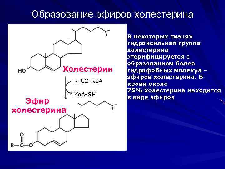 Образование эфиров холестерина Холестерин R-CO-Ko. A Эфир холестерина Ko. A-SH В некоторых тканях гидроксильная