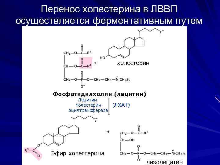 Перенос холестерина в ЛВВП осуществляется ферментативным путем холестерин Фосфатидилхолин (лецитин) Лецитинхолестерин (ЛХАТ) ацилтрансфераза Эфир