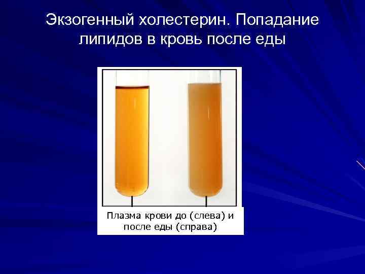 Экзогенный холестерин. Попадание липидов в кровь после еды Плазма крови до (слева) и после