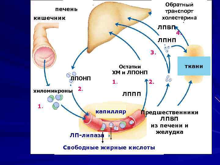 Обратный транспорт холестерина печень кишечник ЛПВП 4. ЛПНП 3. ЛПОНП хиломикроны 1. ткани Остатки
