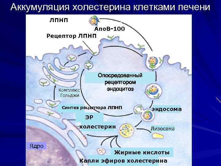 Аккумуляция холестерина клетками печени ЛПНП Апо. В-100 Рецептор ЛПНП Опосредованный рецептором эндоцитоз Комплекс Гольджи
