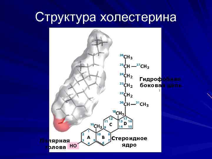 Структура холестерина Гидрофобная боковая цепь Полярная голова Стероидное ядро 