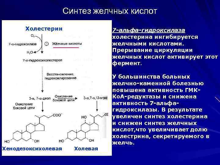 Синтез желчных кислот Холестерин Хенодезоксихолевая 7 -альфа-гидроксилаза холестерина ингибируется желчными кислотами. Прерывание циркуляции желчных