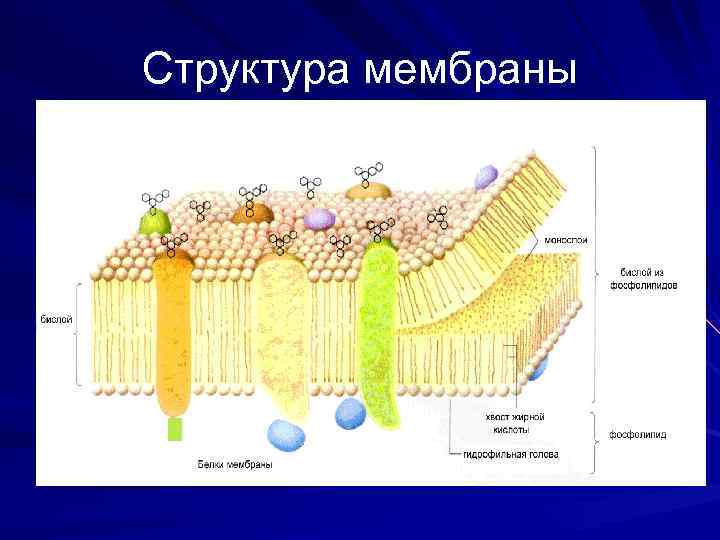 Структура мембраны 