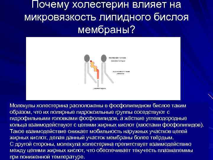 Почему холестерин влияет на микровязкость липидного бислоя мембраны? Молекулы холестерина расположены в фосфолипидном бислое
