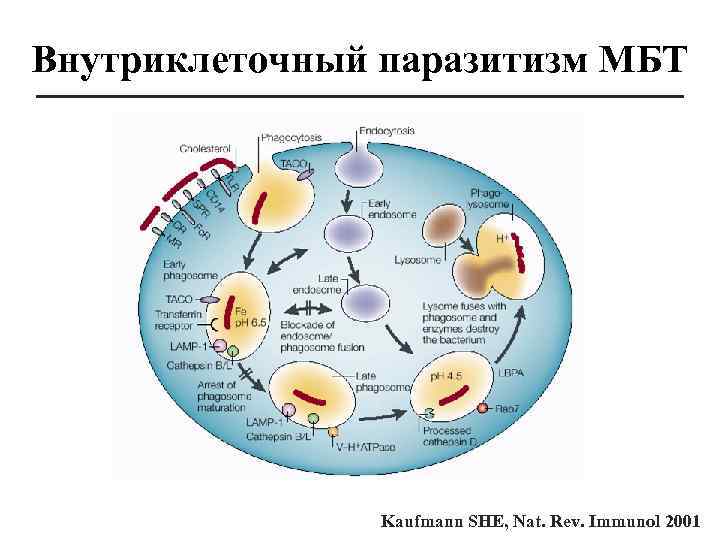 Внутриклеточный паразитизм МБТ Kaufmann SHE, Nat. Rev. Immunol 2001 