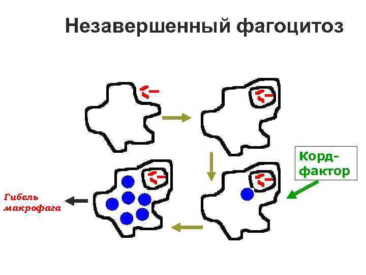 Незавершенный фагоцитоз Кордфактор Гибель макрофага 