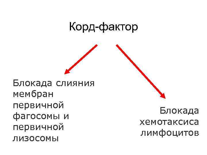 Корд-фактор Блокада слияния мембран первичной фагосомы и первичной лизосомы Блокада хемотаксиса лимфоцитов 