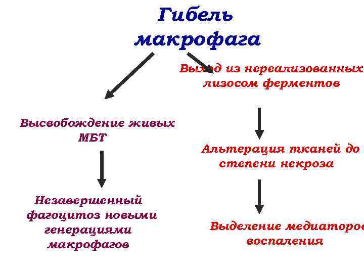 Гибель макрофага Выход из нереализованных лизосом ферментов Высвобождение живых МБТ Незавершенный фагоцитоз новыми генерациями