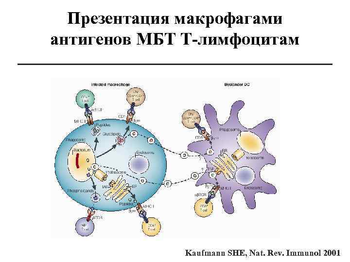 Презентация макрофагами антигенов МБТ Т-лимфоцитам Kaufmann SHE, Nat. Rev. Immunol 2001 