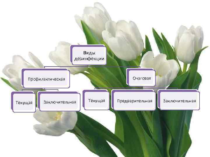 Виды дезинфекции Очаговая Профилактическая Текущая Заключительная Текущая Предварительная Заключительная 