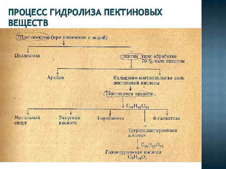 ПРОЦЕСС ГИДРОЛИЗА ПЕКТИНОВЫХ ВЕЩЕСТВ 