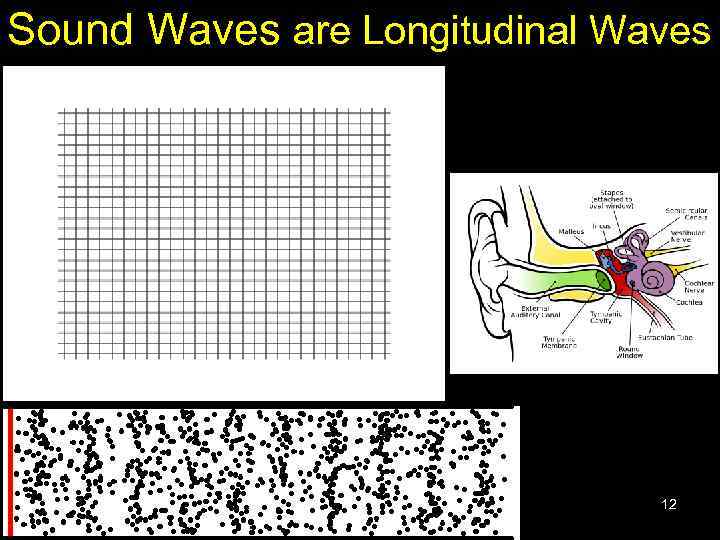 Sound Waves are Longitudinal Waves 12 