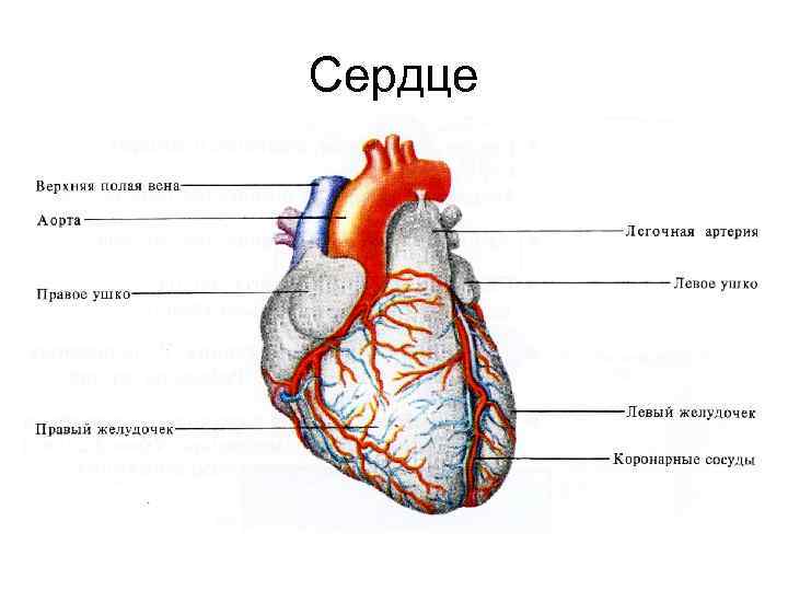 Сердце 