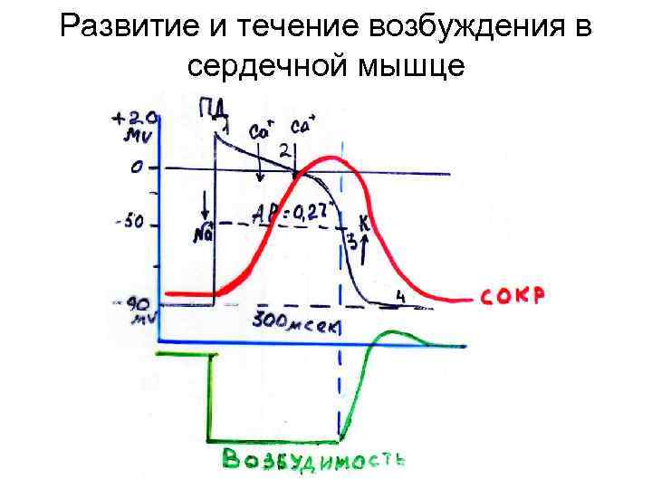 Течение развития. Фазы возбудимости сердечной мышцы. Фазы изменения возбудимости сердечной мышцы. Особенности распространения возбуждения в сердечной мышце. Изменение возбудимости сердечной мышцы в процессе возбуждения.