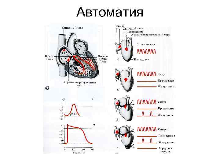 Проанализировав рисунок 2 объясните механизм автоматии сердца