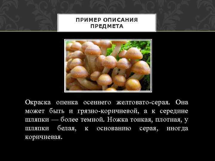 ПРИМЕР ОПИСАНИЯ ПРЕДМЕТА Окраска опенка осеннего желтовато-серая. Она может быть и грязно-коричневой, а к