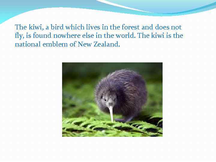 The kiwi, a bird which lives in the forest and does not fly, is