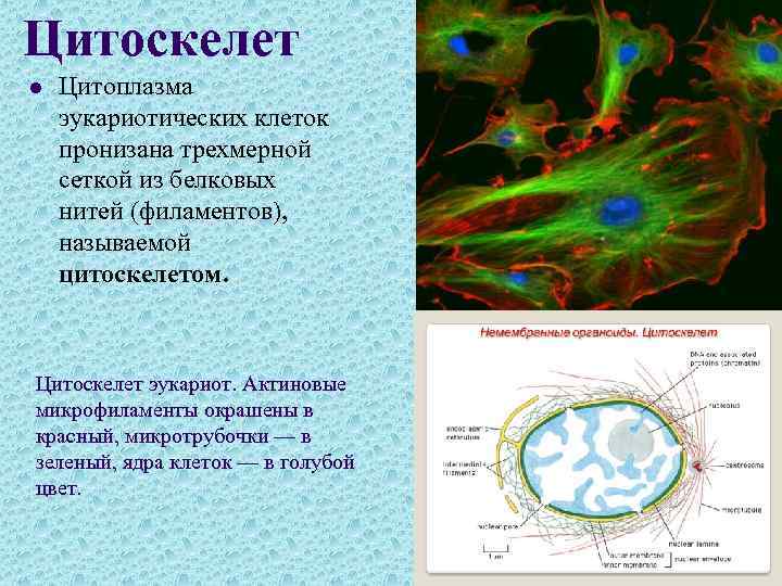 Цитоскелет l Цитоплазма эукариотических клеток пронизана трехмерной сеткой из белковых нитей (филаментов), называемой цитоскелетом.