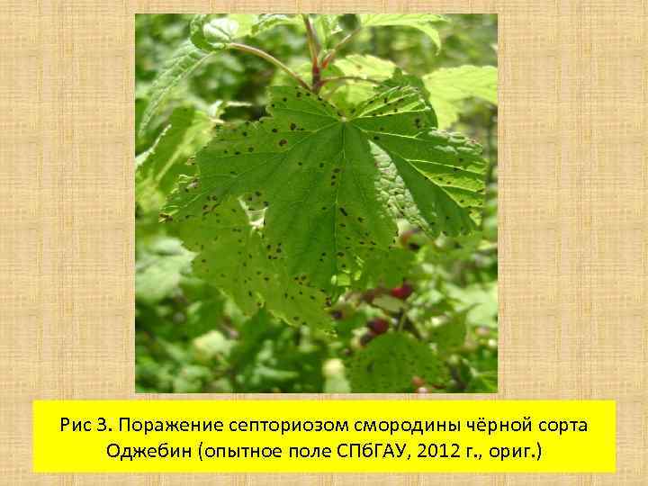 Рис 3. Поражение септориозом смородины чёрной сорта Оджебин (опытное поле СПб. ГАУ, 2012 г.