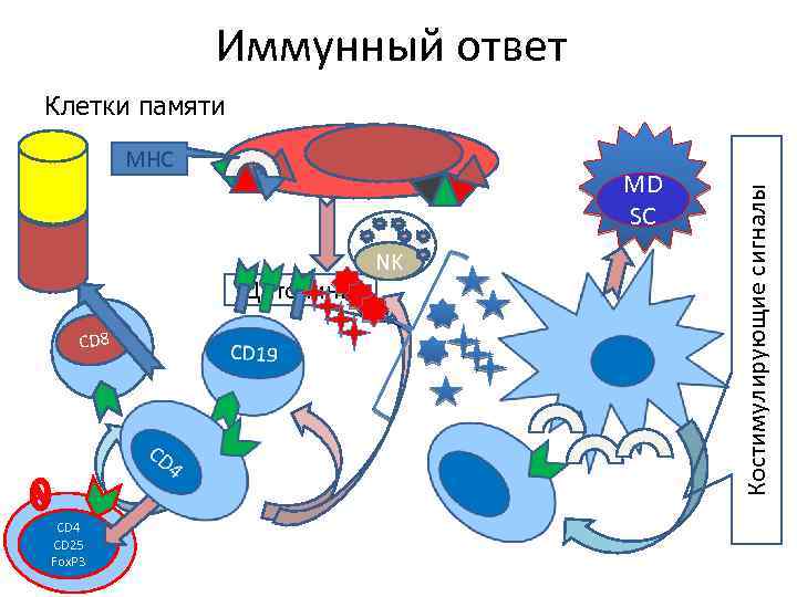 Иммунный ответ MHC MD SC Цитокины CD 8 CD 4 CD 25 Fox. P