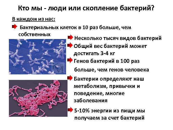 Кто мы - люди или скопление бактерий? В каждом из нас: Бактериальных клеток в