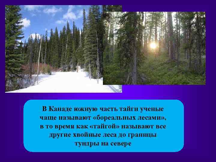 В Канаде южную часть тайги ученые чаще называют «бореальных лесами» , в то время