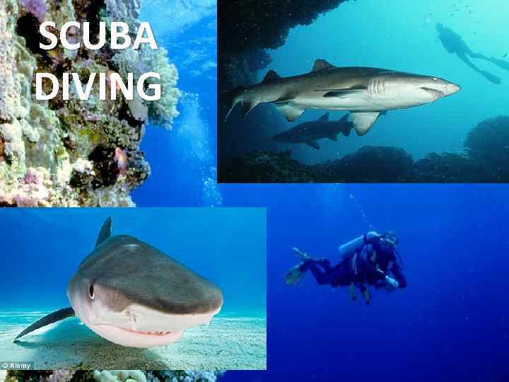 SCUBA DIVING 