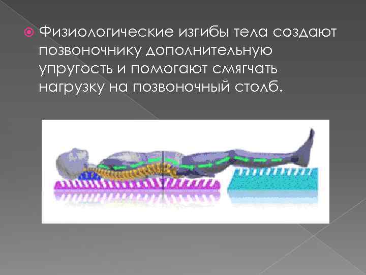  Физиологические изгибы тела создают позвоночнику дополнительную упругость и помогают смягчать нагрузку на позвоночный