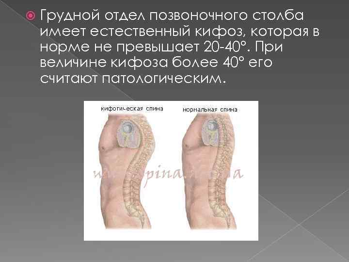 Формирование изгибов позвоночного столба