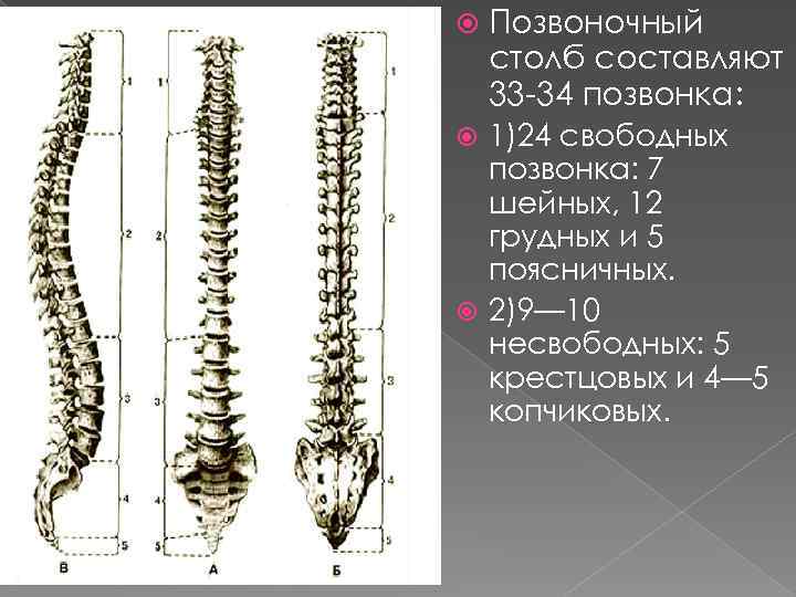  Позвоночный столб составляют 33 -34 позвонка: 1)24 свободных позвонка: 7 шейных, 12 грудных