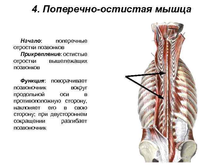 4. Поперечно-остистая мышца Начало: поперечные отростки позвонков Прикрепление: остистые отростки вышележащих позвонков Функция: поворачивает