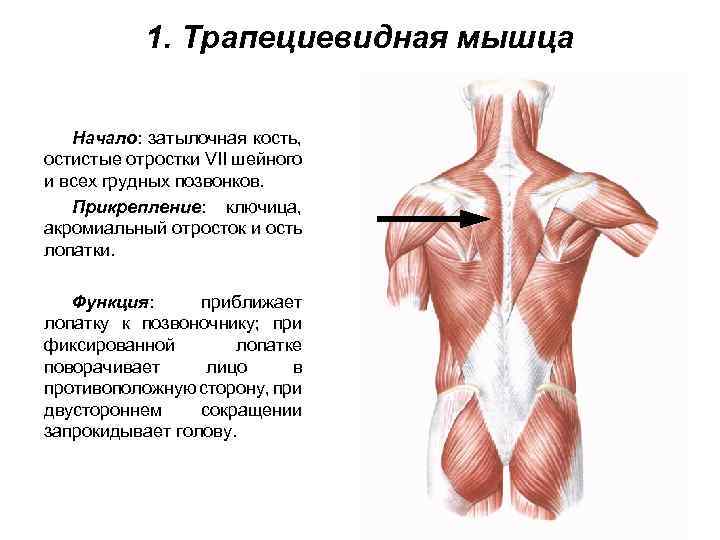 1. Трапециевидная мышца Начало: затылочная кость, остистые отростки VII шейного и всех грудных позвонков.