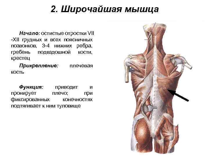 2. Широчайшая мышца Начало: остистые отростки VII -XII грудных и всех поясничных позвонков, 3