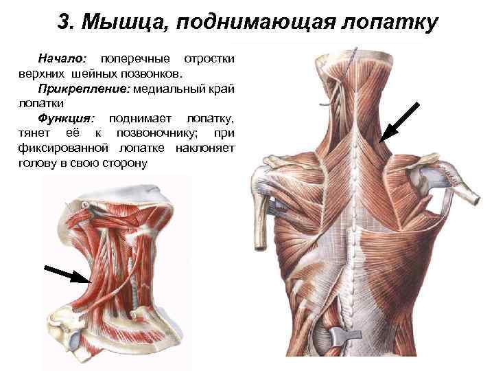 3. Мышца, поднимающая лопатку Начало: поперечные отростки верхних шейных позвонков. Прикрепление: медиальный край лопатки