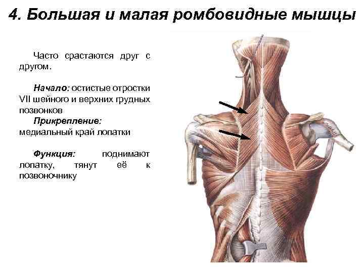 4. Большая и малая ромбовидные мышцы Часто срастаются друг с другом. Начало: остистые отростки